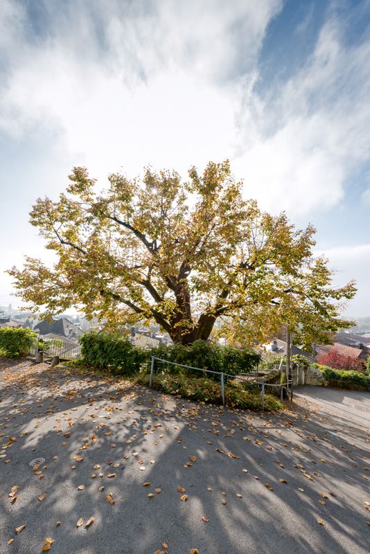 © Marino Trotta – Ville de Lausanne